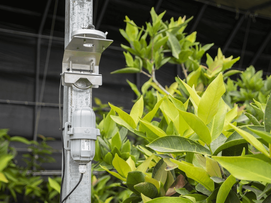 Smart Greenhouse Tropical Fruits